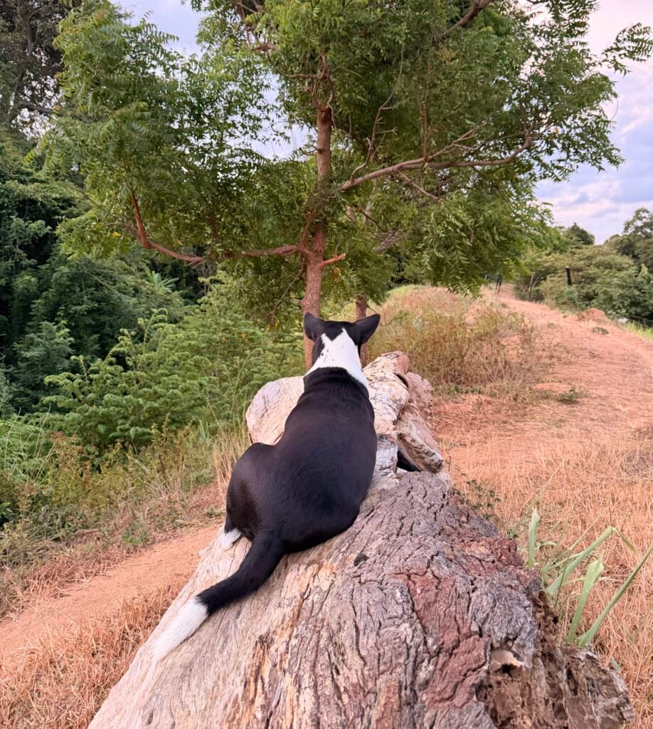 Dog in the heart of Cultural Traingle